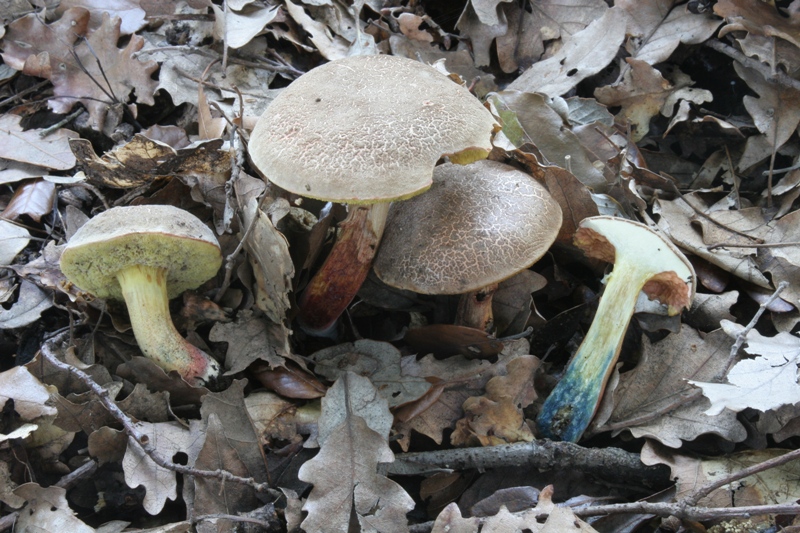 Xerocomus da determinare